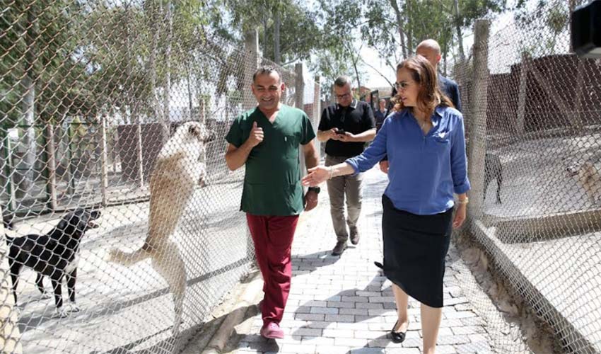 Karşıyaka, can dostlar için seferber