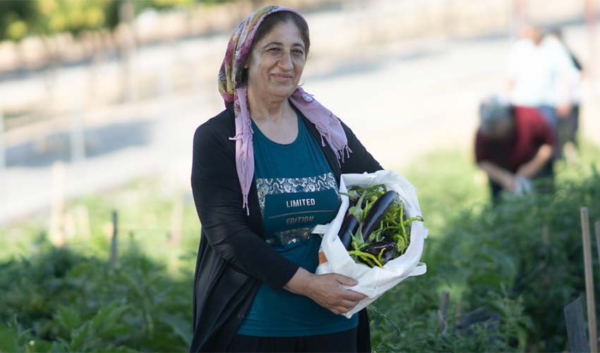 Mahalle bostanında hasat zamanı