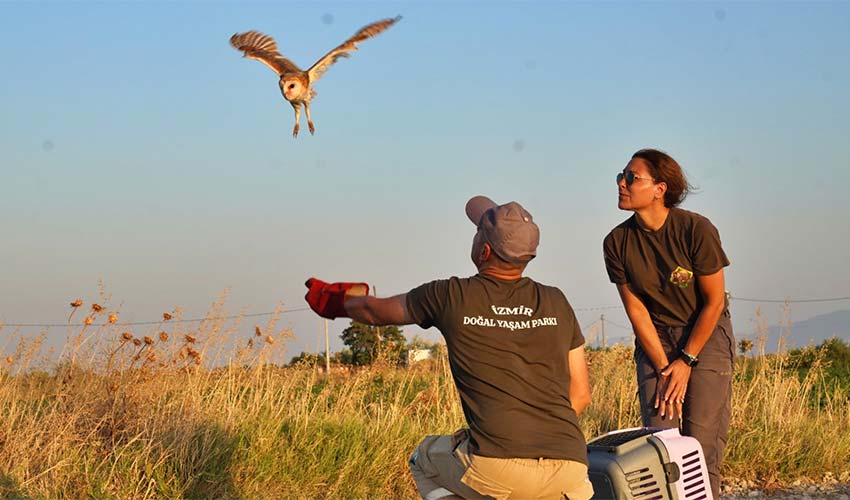 Peçeli baykuşlar özgürlüğe kanat çırptı