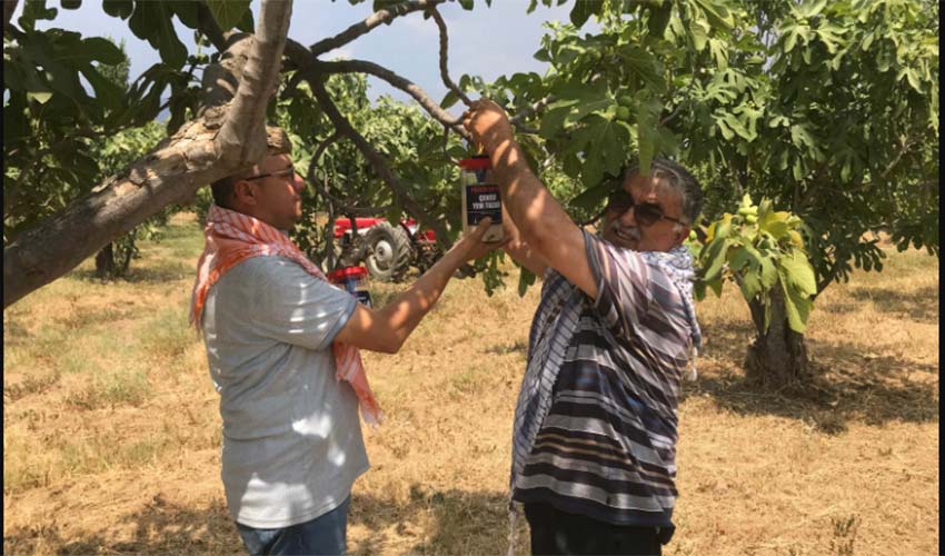 Ekşilik böceği ile doğal mücadele