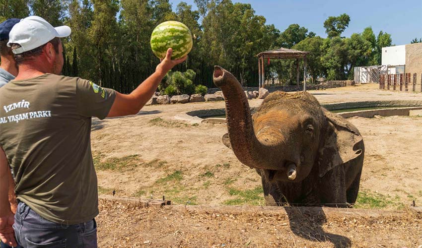 Tarlada kalan karpuzunu hayvanlara bağışladı