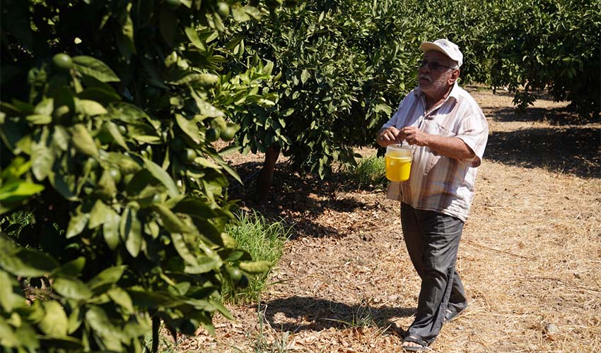 Karaburun’da narenciye kalitesi artıyor