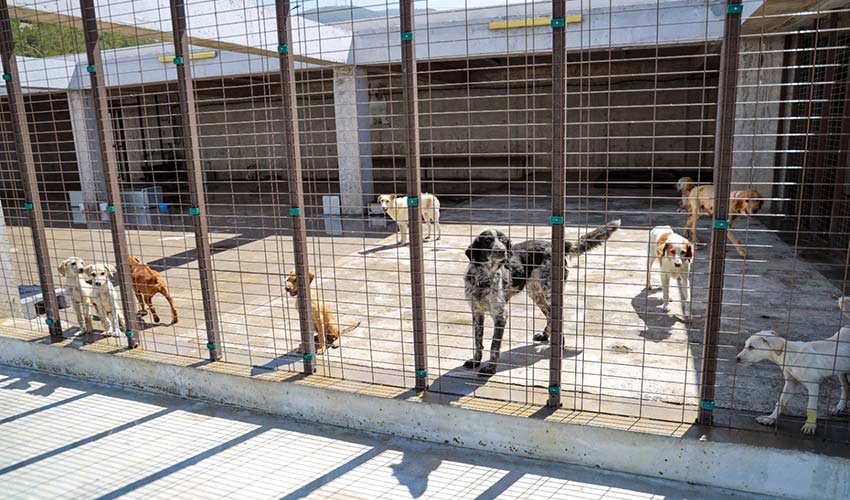 Yangından kurtarılan can dostlar emin ellerde