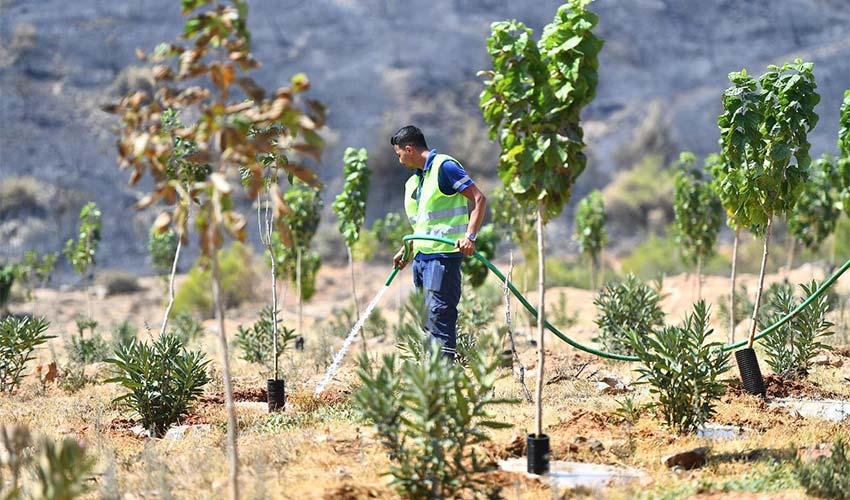 15 bin ağaç tedavi edilerek hayatta tutulacak