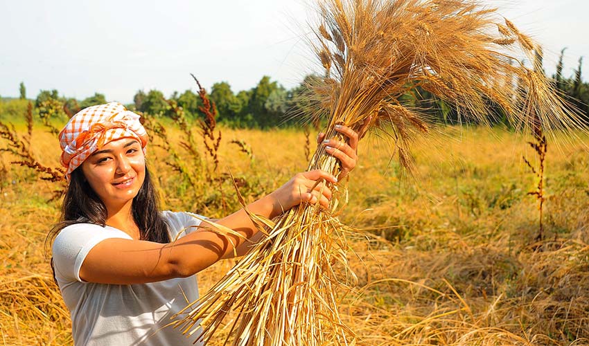 Ata Ekmeği ve Armola Pazarı için geri sayım