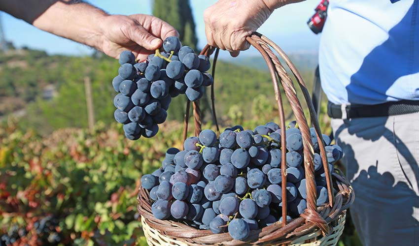 Kavacık Üzüm Festivali kapılarını 12. kez açıyor