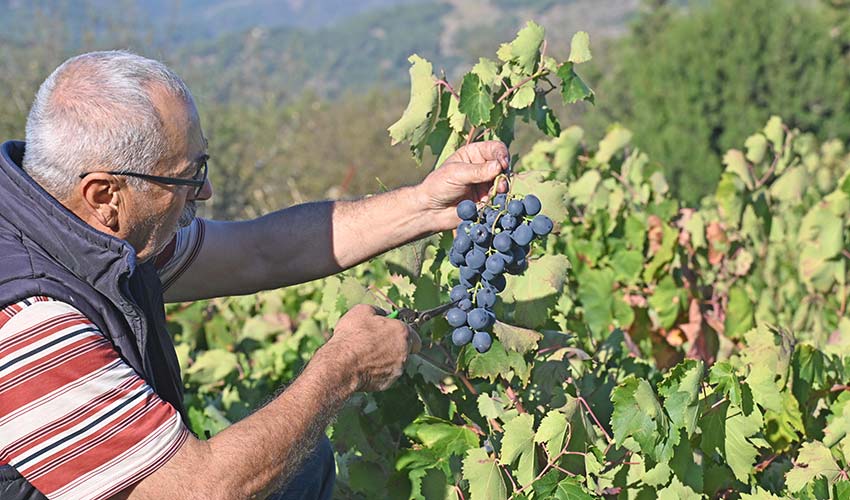 Kavacık Üzüm Festivali 12. kez