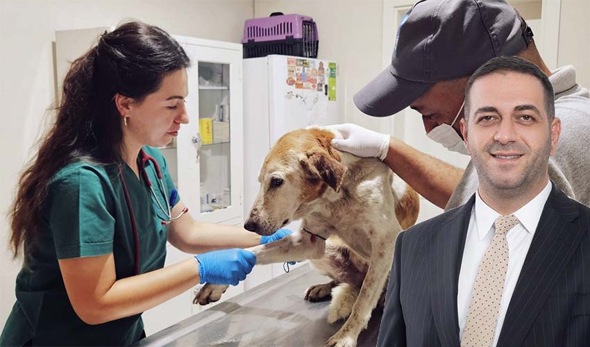 Can dostlar için hummalı çalışma