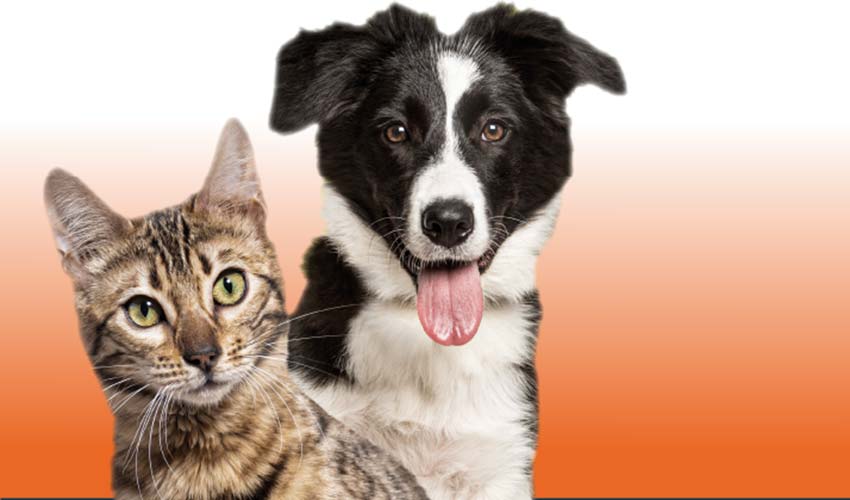 Patilerin Festivali 5. kez Gündoğdu Meydanı’nda