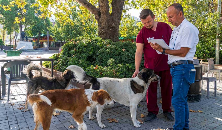 Sahipsiz köpeklerin sayımı başladı
