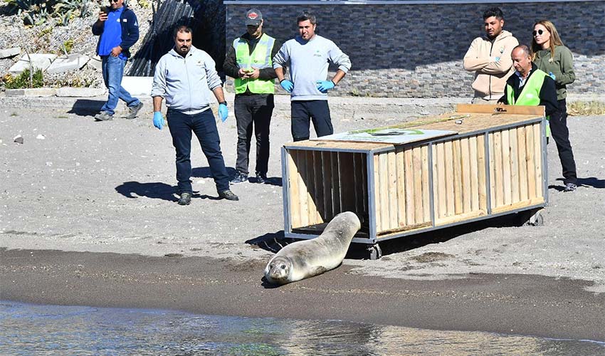 Tedavisi tamamlanan Akdeniz foku mavi sularla buluştu