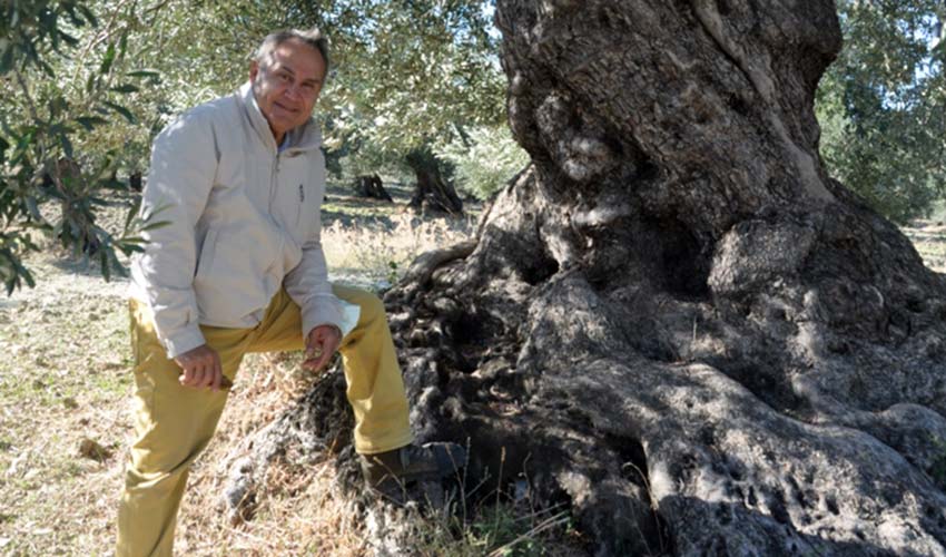 Ölümsüz zeytin ağaçları