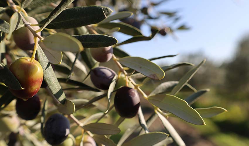 Zeytin Ve Fıstıkta Markalaşma yolunda