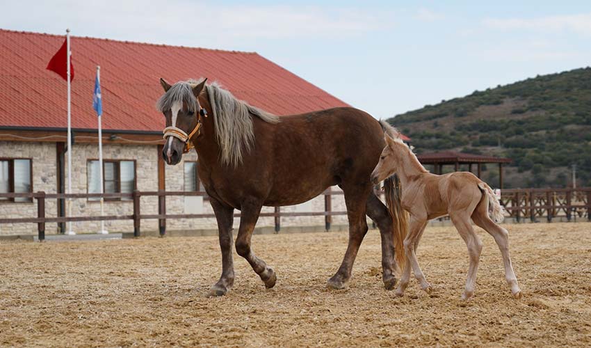 Adını Aliağalılar koyacak