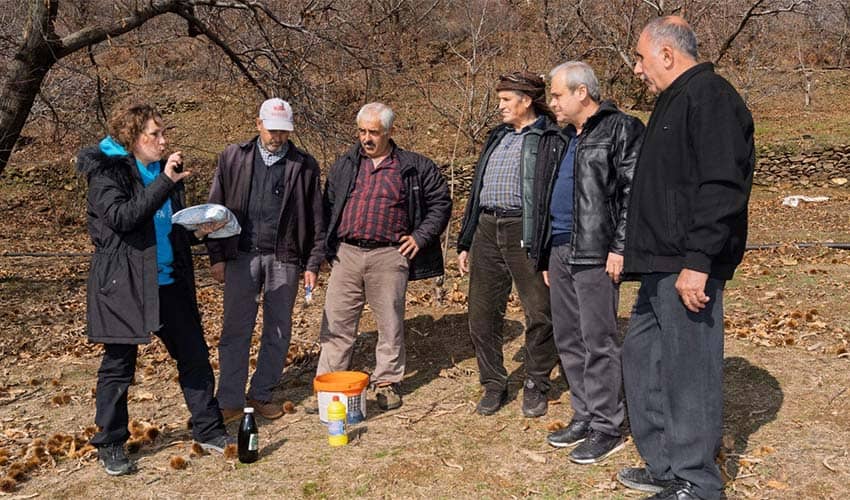 Kestane kanseri ile mücadele sürüyor