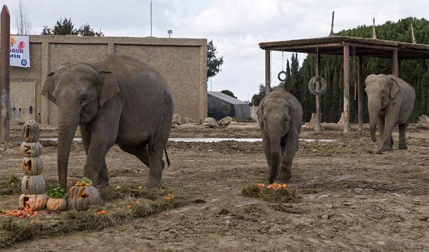 İyi ki doğdun “İzmir”