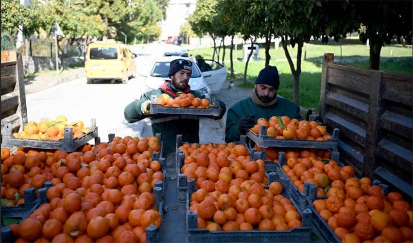 Turunç meyvesinin en tatlı yolculuğu​​​​​​​