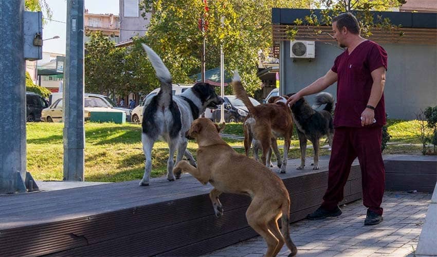 11 ilçede sahipsiz hayvan sayımı tamamlandı