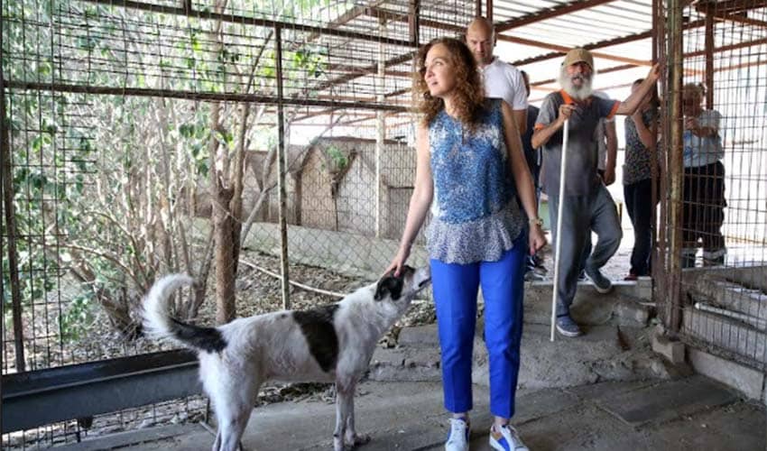 Sahipsiz hayvanlar için örnek uygulama