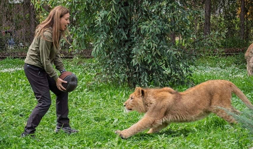 Çiftlikten kurtarılan yavru aslan koruma altına alındı