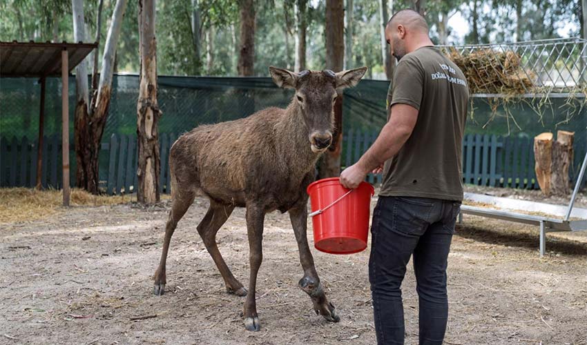 Fabrikaya sığınan geyik emin ellerde