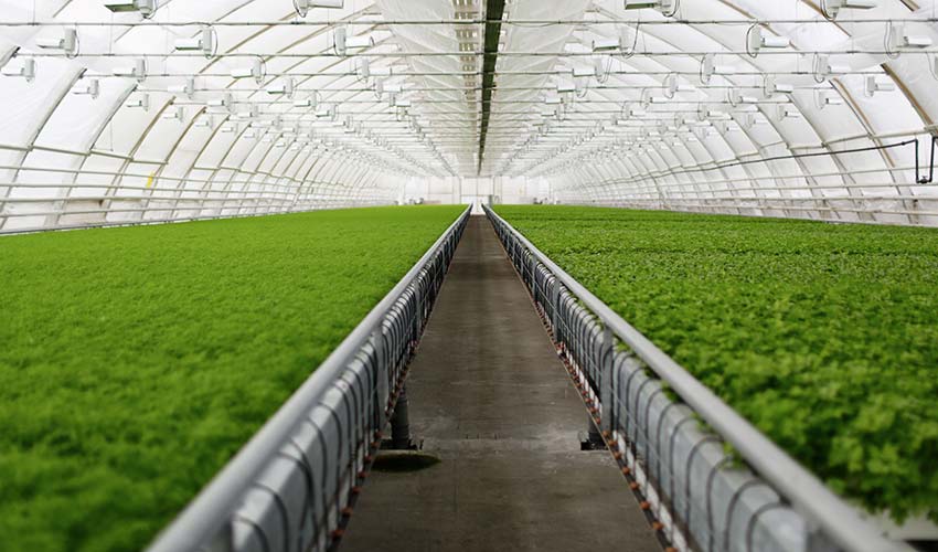 Su bitti, çare ‘topraksız tarım’