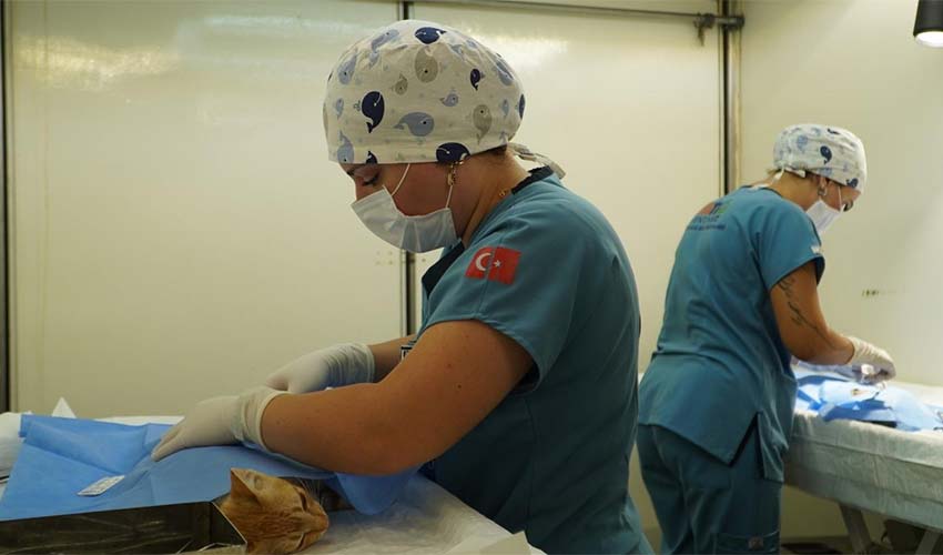 7 bin kediye mobil kısırlaştırma