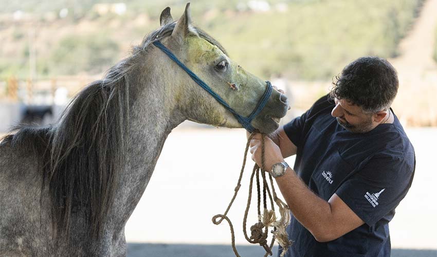 Pako’da bakılan binek hayvanlar sahiplendiriliyor