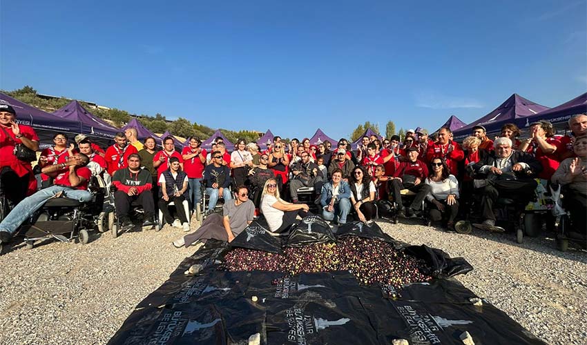 Engelli ve yakınları zeytin hasadında