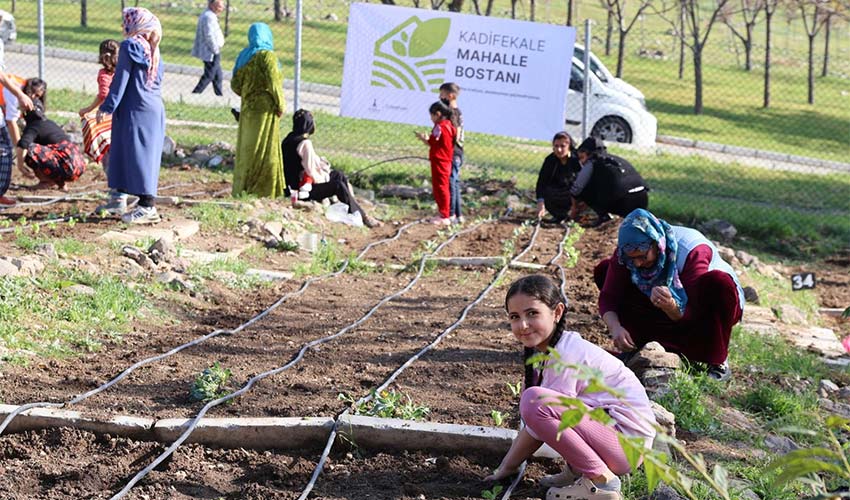 Mahalle bostanlarında kış dikimleri başladı