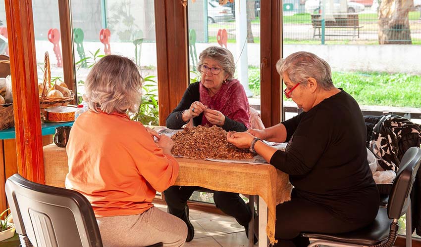 Yerel tohum bereketi