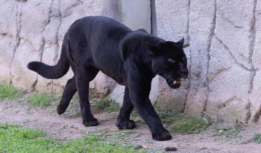 Jüliet ve Yumuk da artık İzmirli