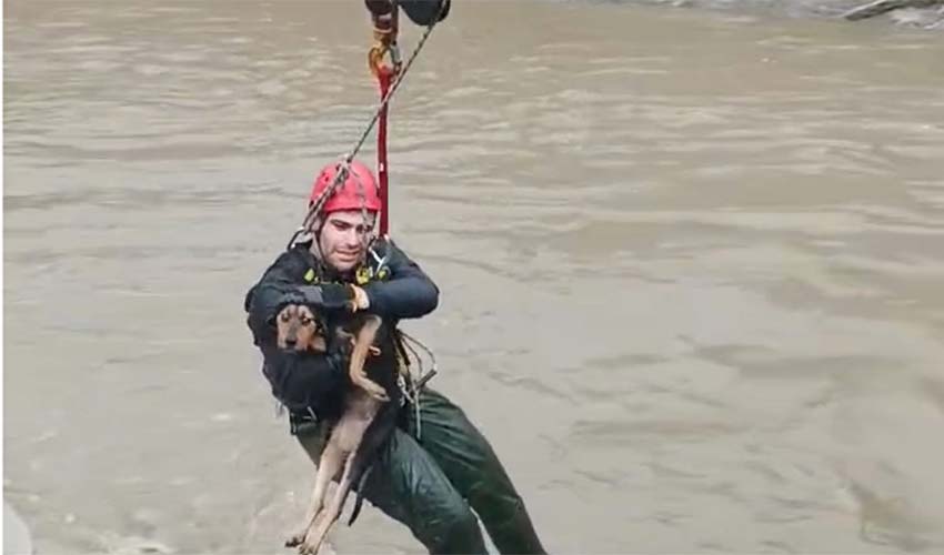 Dereye düşen köpek itfaiye ekipleri tarafından kurtarıldı