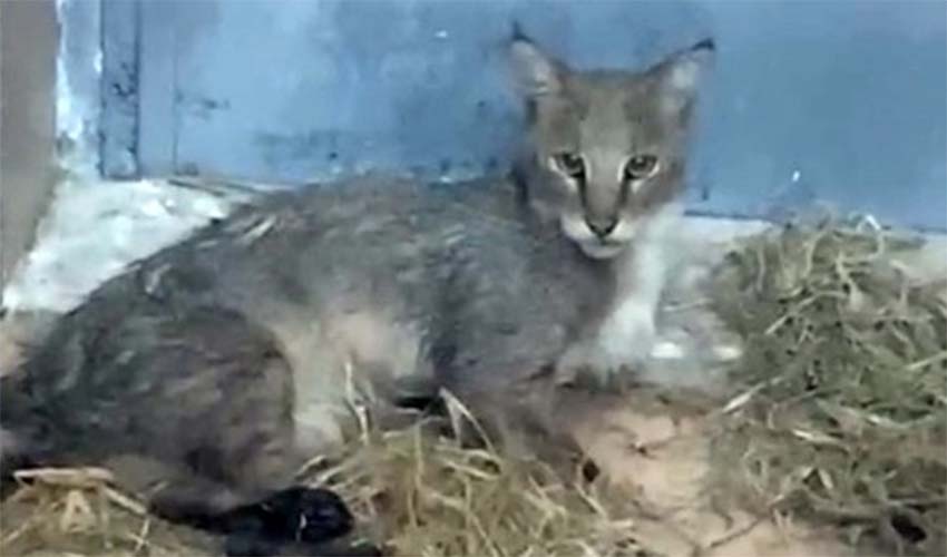 Ağır yaralı bulundu, sağlıklı şekilde doğaya salındı