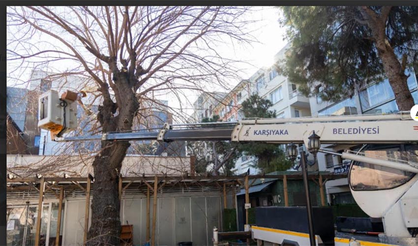 Ağaçlar bahara hazırlanıyor