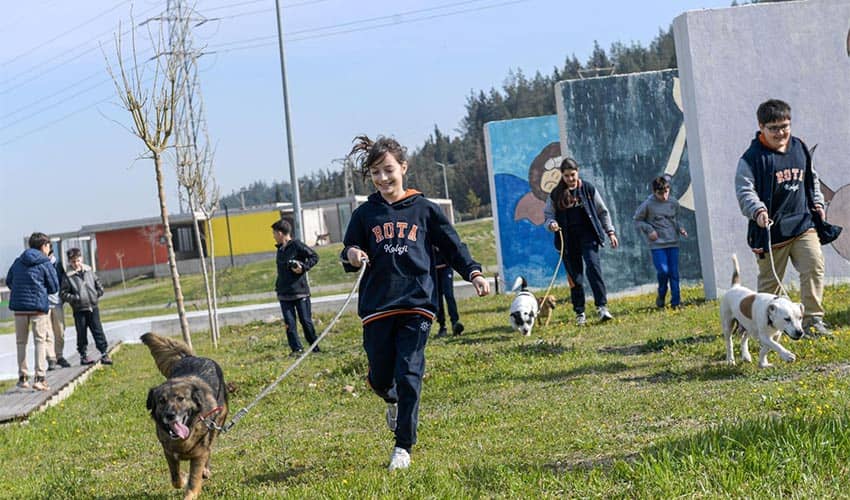 Satın alma, sahiplen