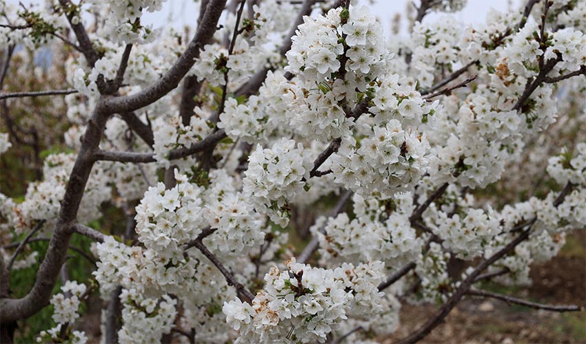 Kiraz hasreti bu sene bitiyor