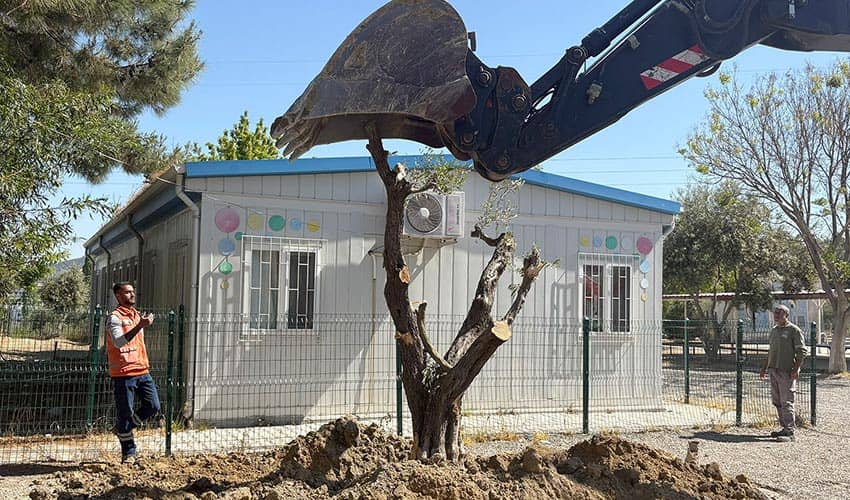 410 ağacı kesilmekten kurtardı